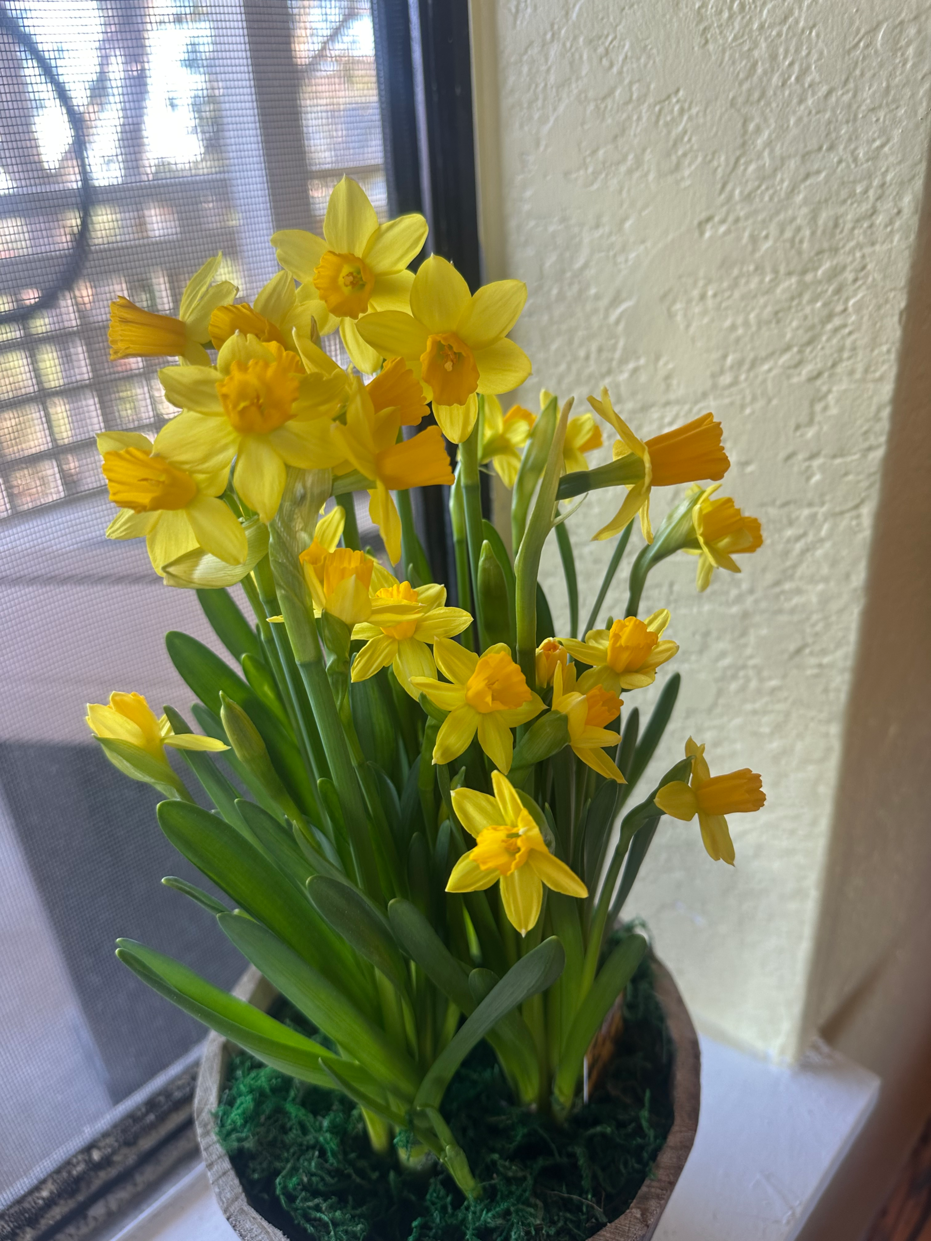 Daffodils!